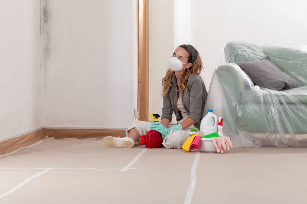 Reliable Mold Removal contractor in Mount Rainier, MD by WQB Mold Removal